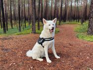 Reinrassige Akita Inu Hündin sucht DRINGEND ein Zuhause - Winsen (Aller)