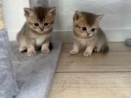 🤍🩶 BKH-Kitten – liebevoll aufgezogen, abzugeben ab August 🩶🤍 - Dortmund Hombruch