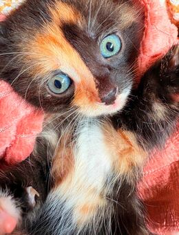 Kitten Glückskätzchen - Artern (Unstrut)