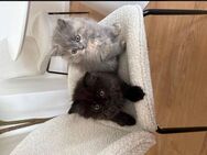 Kitten abzugeben verschiedene Farben (BKH-EKH) - Berlin
