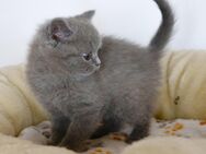 Süsses Britisch Kurzhaar BKH Mädchen Kätzin Kitten in blau aus liebevoller Aufzucht zu verkaufen - Poppenhausen