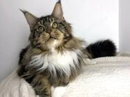 Maine Coon Kitten weiblich - Hahn