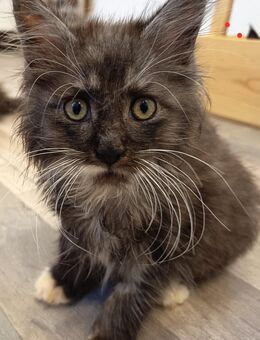 Maine Coon kitten - Dinkelsbühl Zentrum