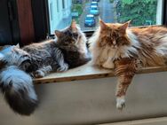 Maine Coon Famile abzugeben ❤️ - Bochum