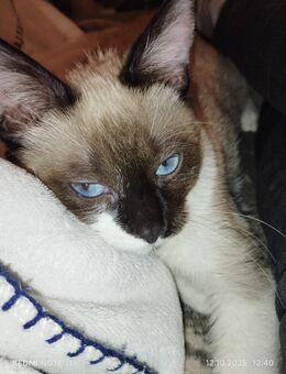 Verkaufe Siam snowshoe Katze - Beckum Zentrum