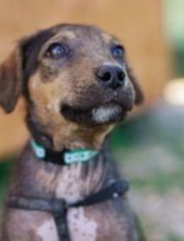 Süßes Hundekind Winni - München