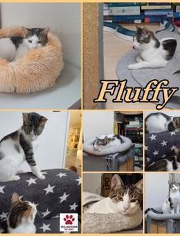 Fluffy sucht weiches Körbchen mit Paco - Margetshöchheim