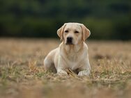 ** Wurfankündigung** Labrador Retriever, FCI Verpaarung - Hohenroda