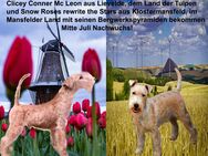 Lakeland Terrier Welpen abzugeben! - Klostermansfeld