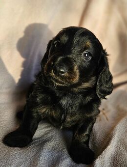 Zwergdackel x Standard - Herford (Hansestadt)