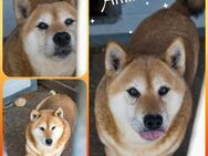 Amina, freundliche Shiba-Inu Dame - Remagen