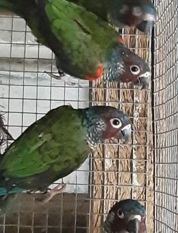 Emmas Weißohrsittiche ( Pyrrhura leucotis emma ) aus Hobbyzucht - Groß Miltzow