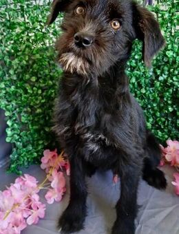 💙 Süßer Welpe Dave 💙 - Eislingen (Fils)