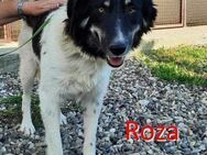 ROZA ❤ sucht Zuhause oder Pflegestelle - Langenhagen