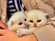 2 BKH Kitten in Silver reinrassig - Weyhe