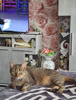 Britisch Kurzhaar Mix - Kassel Niederzwehren