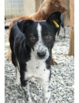 Ada - Pflegestelle oder Zuhause gesucht! - Oberwies