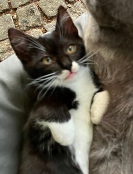 2 Kater Brüder Kitten nur zusammen BKH x EKH Mix - Finsterwalde