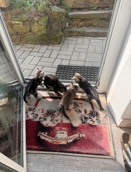 Baby Katzen - Creglingen