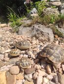 Süße Baby Schildkröten- griechische Landschildkröte THB 2025 mit Cites Papieren in 92637