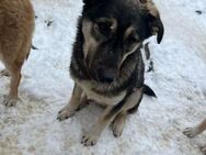 Schäfermix-Junghund Max🐕❤️ - Rambin