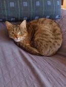 Lucy sucht ein neues zu Hause in 65187