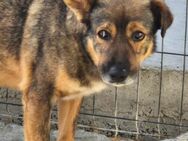 Angsthund SALO sucht ein Zuhause - Neuberg