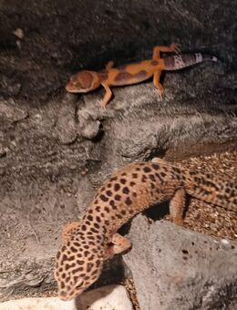 Leopardengecko - Marl (Nordrhein-Westfalen)