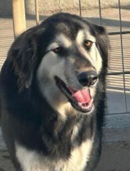 FIDEL - süßes nettes Kerlchen - Regensburg