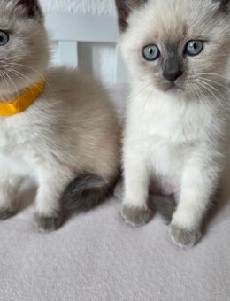 Reinrassige Heilige Birma Kitten suchen liebevolles Zuhause🐾 - Wuppertal