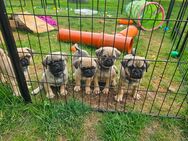 Retro- Mops- Welpen 3 Rüden 3 Hündinnen vom 26.04.25 aus guter Zucht - Schloß Holte-Stukenbrock