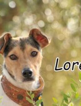 Die kleine Seele Lorenzo sucht dich❤️ - Essingen (Rheinland-Pfalz)