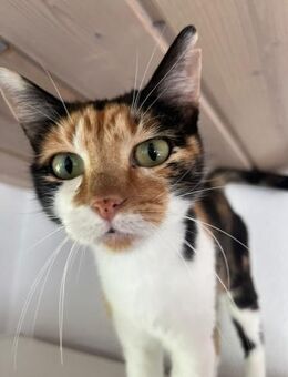 Cleo aus dem Tierschutz - Grevenbroich