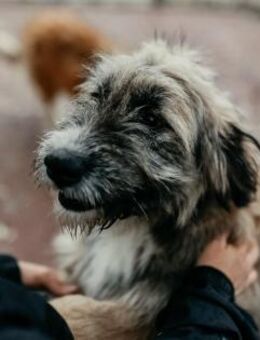 sanfte Jessy mit großem Herz 💕 - Kallmünz