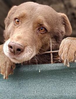 KUNO - freundlich, aufgeschlossen - Weilheim (Oberbayern)