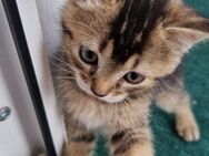 BKH Kitten abzugeben - Kaufbeuren