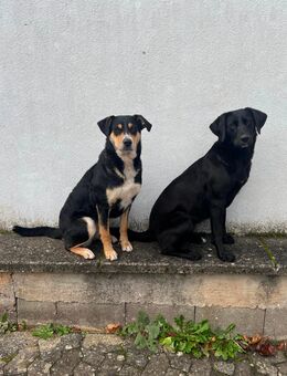 Hündinnen 2 Jahre Laprador, Appenzeller Sennenhund Mischung - Erlenbach (Main)