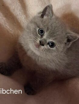 Reinrassige Bkh Kitten in blue - Brakel