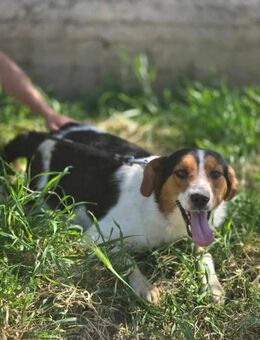 🧡🤎 DONATO 🤎🧡 - HAST DU EIN ZUHAUSE? - Alfeld (Leine)