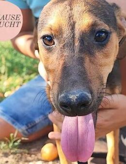 Kleiner Wirbelwind BEKI sucht Zuhause❤️ - Saarbrücken