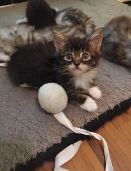 Coony Kitten - Berlin Reinickendorf