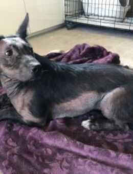 ZIGGY ❤ EILIG! - Langenhagen