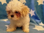 Shih-Tzu Welpe Myrhte - Stuhr