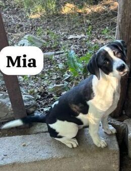 Mia und Sylli. Zwei Mädchen. Ein Wunsch - Heinsberg