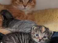 Zuckersüßer Kater, Katzenbaby, Kitten sucht tolles zu Hause - Aschheim