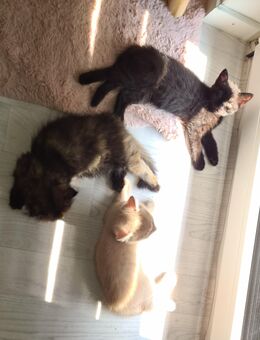 Katzenbabys abzugeben - Heddesheim