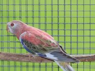 Verkaufe Bourkesittiche Alttiere und Jungtiere - Kall