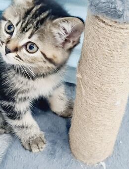 BKH BLH KITTEN ABABEBEREIT - Mülheim-Kärlich