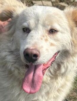 ANJA-abenteuer-lustige Hündin, 56 cm - Rösrath