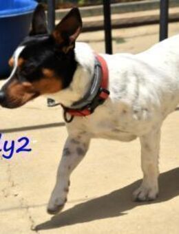 NOTFALL Mandy2 - kleiner Terrier Mix! DE - Ruppertsecken